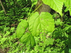 Tilia begoniifolia