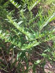 Lithospermum subsetosum