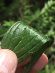 Lithospermum subsetosum