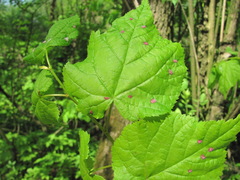 Tilia begoniifolia