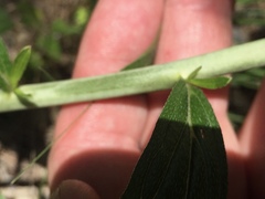 Lithospermum subsetosum
