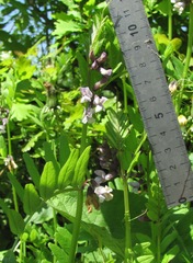 Vicia sepium