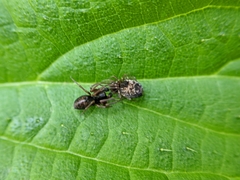 Dictyna uncinata