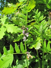 Vicia sepium