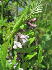 Vicia sepium