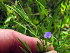 Psoralea laxa
