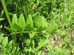 Vicia sepium