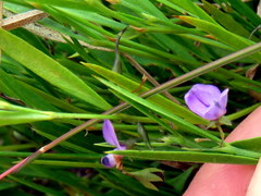 Psoralea laxa