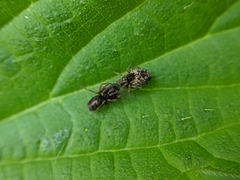 Dictyna uncinata
