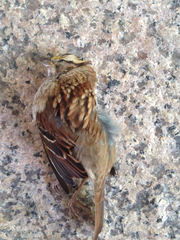 Zonotrichia albicollis