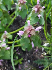 Lamium purpureum