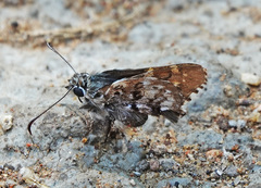 Zestusa elwesi