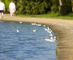 Chroicocephalus ridibundus