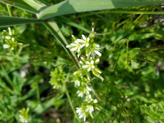 Cerastium glomeratum