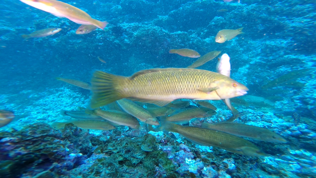 Malapterus
