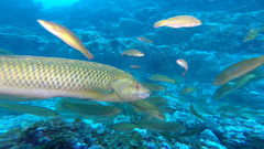 Malapterus reticulatus