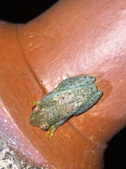 Hyperolius dartevellei