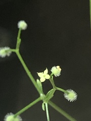 Galium bermudense