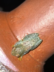 Hyperolius dartevellei