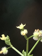 Galium bermudense