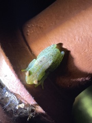 Hyperolius dartevellei