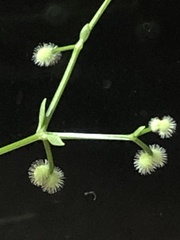 Galium bermudense