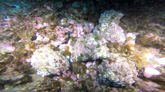 Concholepas concholepas