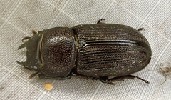 Dorcus