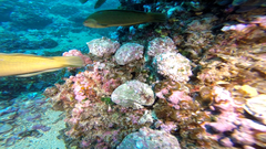 Concholepas concholepas