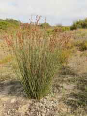 Thamnochortus spicigerus