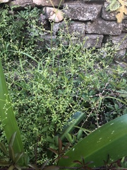 Galium bermudense