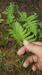 Phegopteris connectilis