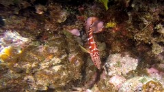 Hypoplectrodes semicinctum