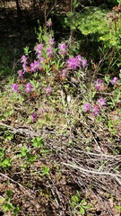 Rhododendron canadense