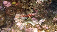 Hypoplectrodes semicinctum