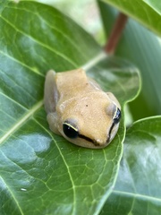 Hyperolius phantasticus