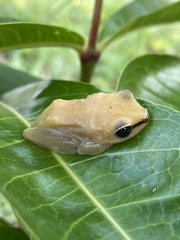 Hyperolius phantasticus