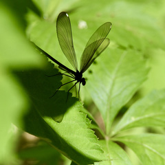 Calopteryx maculata