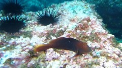 Scartichthys variolatus