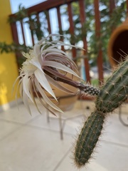 Peniocereus