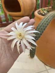 Peniocereus