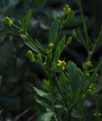 Ranunculus sceleratus