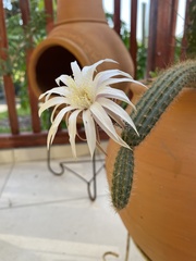 Peniocereus