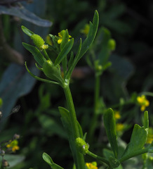 Ranunculus sceleratus
