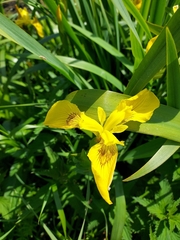 Iris pseudacorus