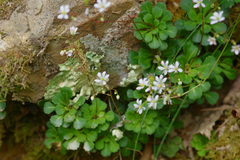 Micranthes stellaris