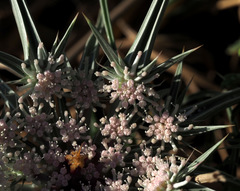 Exoacantha heterophylla