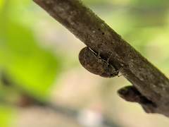 Strophosoma melanogrammum