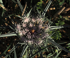 Exoacantha heterophylla