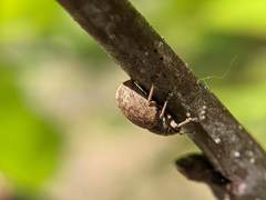 Strophosoma melanogrammum